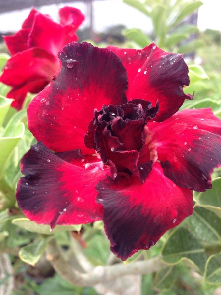 Adenium Black Rahoo