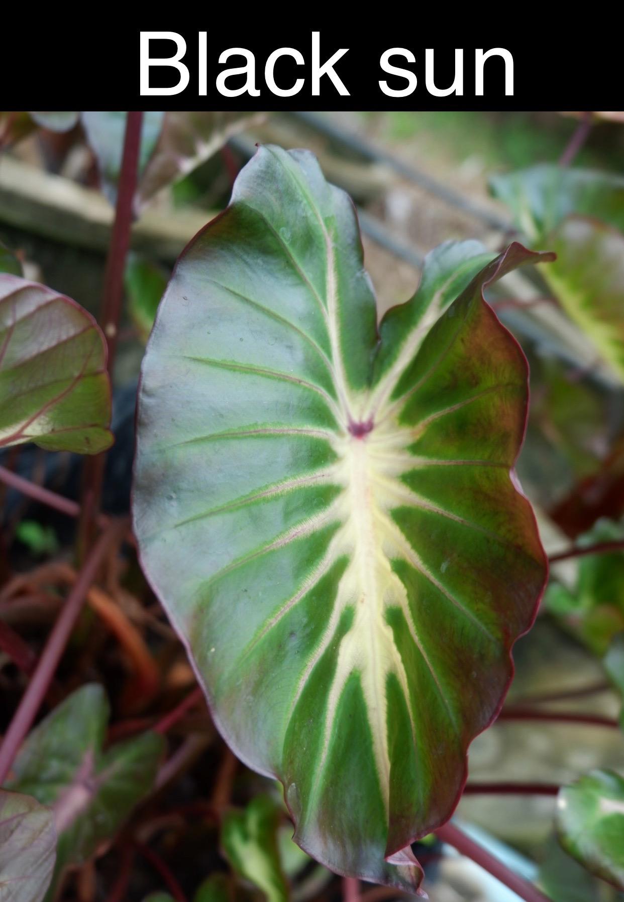 Colocasia black sun