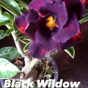 Adenium black widow
