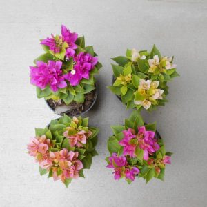 Bougainvillia mini