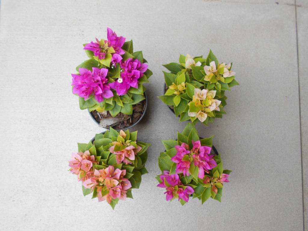 Bougainvillia mini