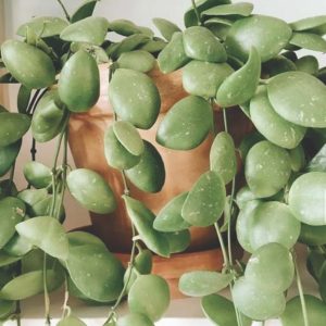 Hoya brevialata splash  ( rooted cutting )