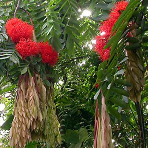 Brownea ariza