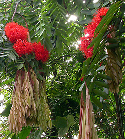 Brownea ariza