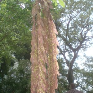 Brownea grandiceps