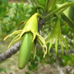 Bruguiera gymnorrhiza