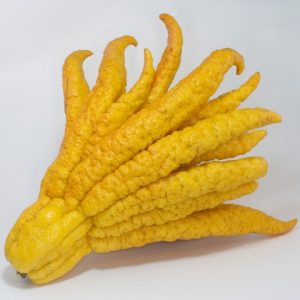 Citrus Buddha's Hand