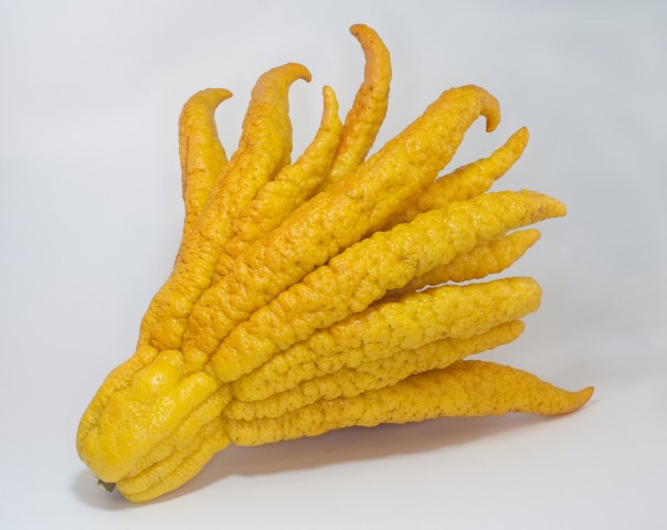 Citrus Buddha's Hand