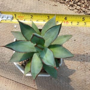Agave burnt burgundy
