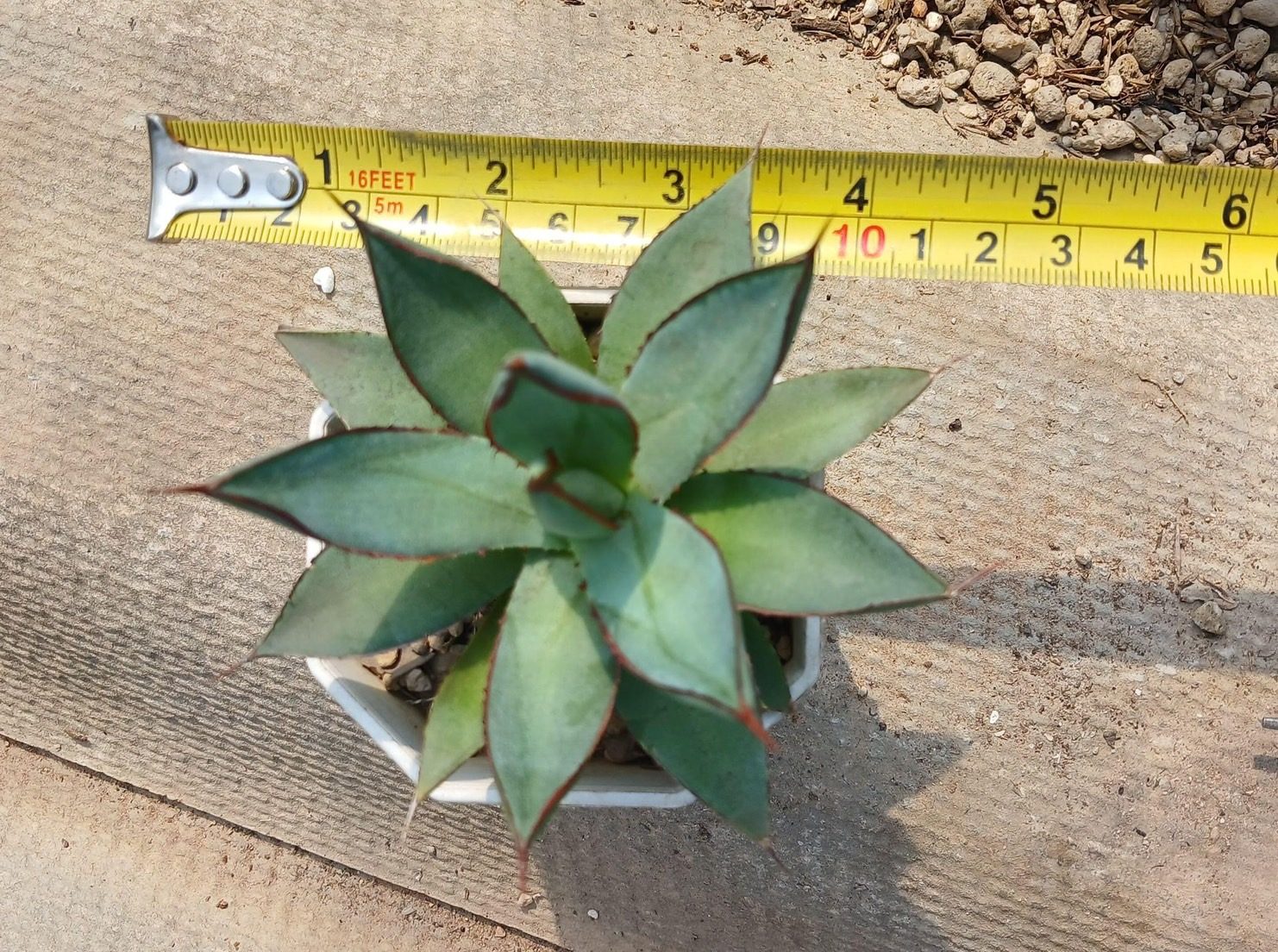 Agave burnt burgundy