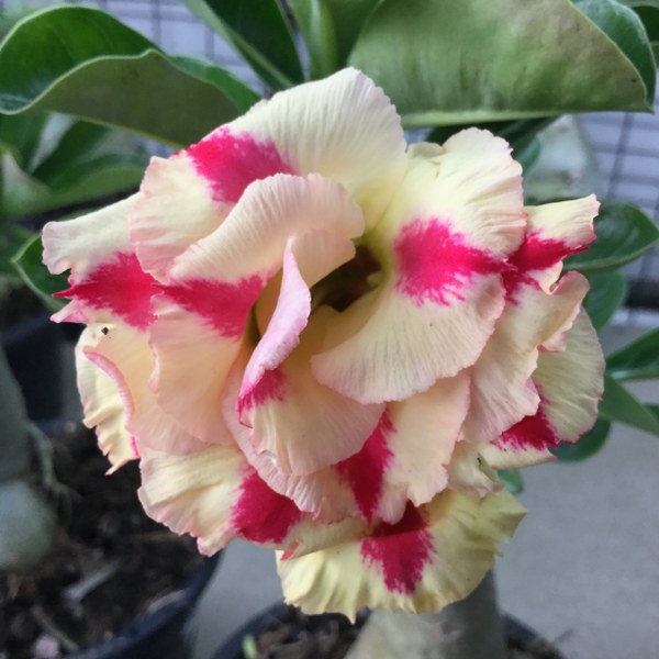Adenium butterfly dream