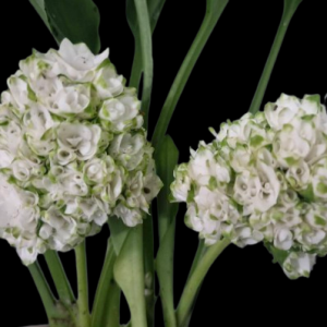 Curcuma parviflora 'Snowball'