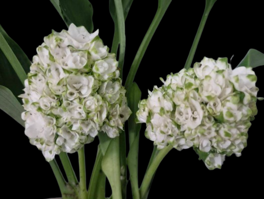 Curcuma parviflora 'Snowball'