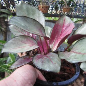 Calathea pink aurora