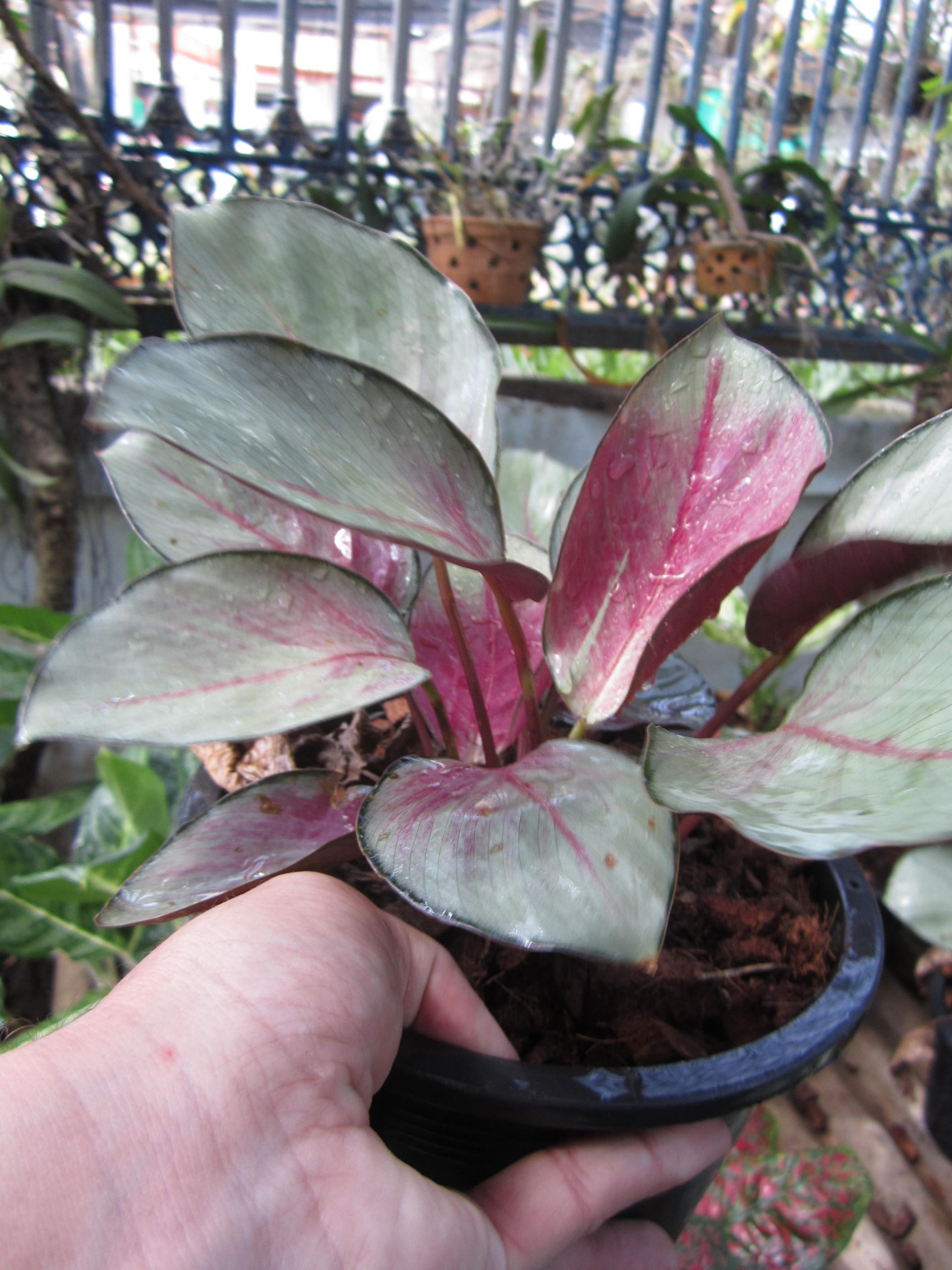 Calathea pink aurora