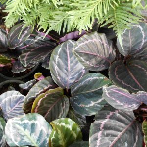 Calathea 'Dottie'