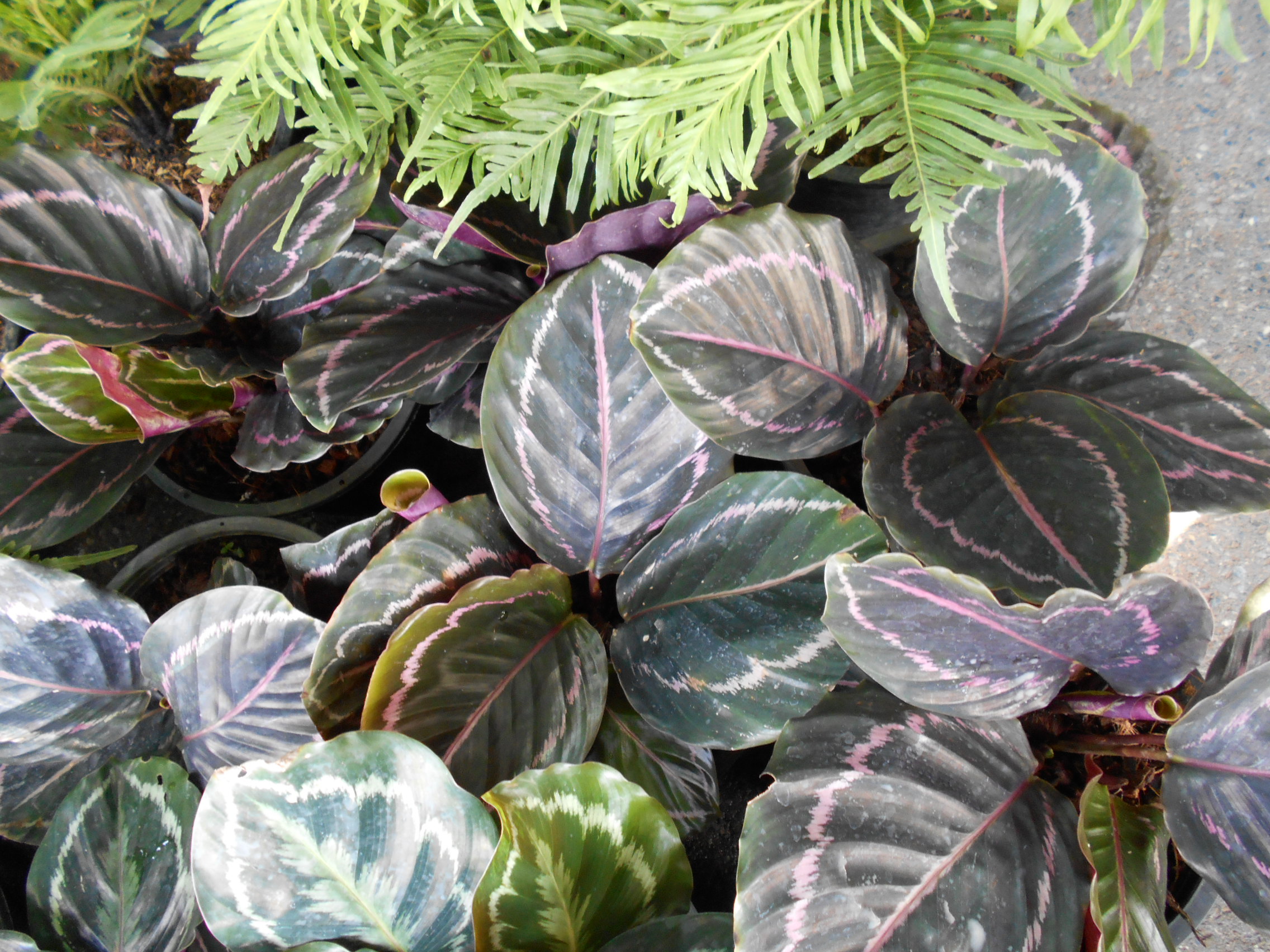 Calathea 'Dottie'