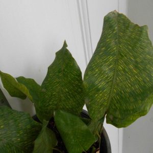 Calathea musaica