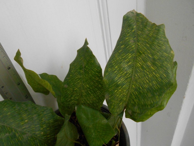 Calathea musaica