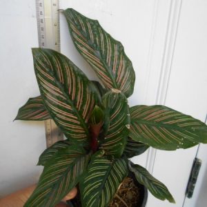 Calathea ornata