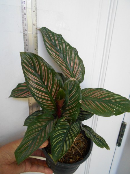 Calathea ornata