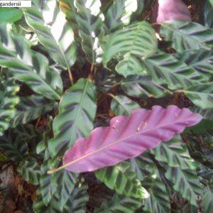 Calathea gandersii