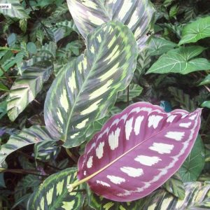 Calathea libbyana
