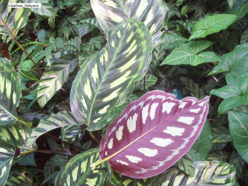 Calathea libbyana