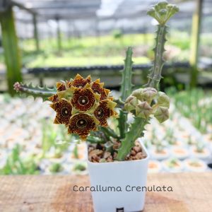 Caralluma crenulata
