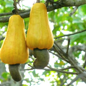 Anacardium occidentale
