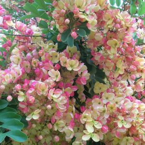Cassia fistula x javanica