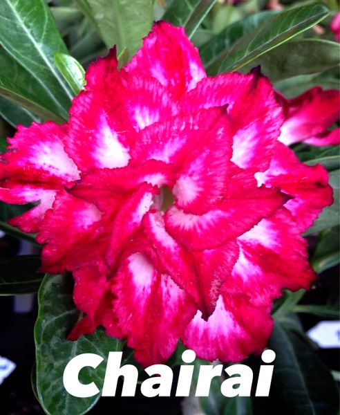 Adenium Chairai