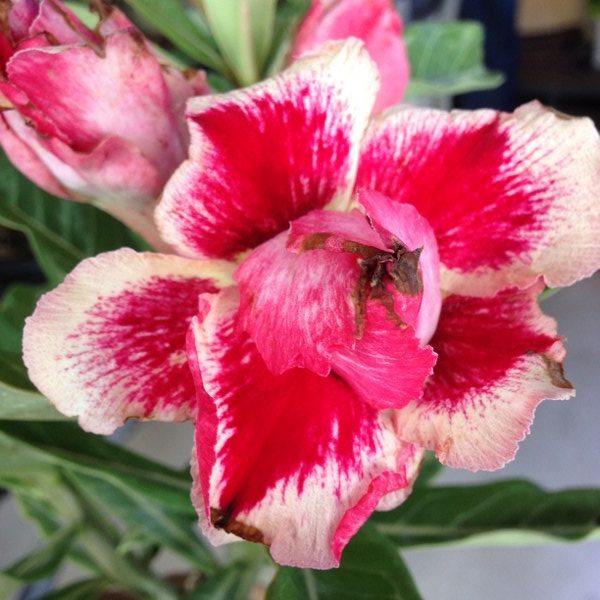 Adenium Chock Amnuay