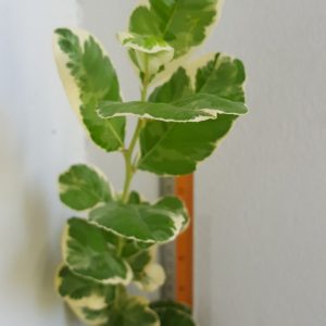Citrus lemon Variegated