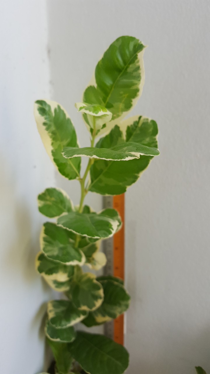 Citrus lemon Variegated