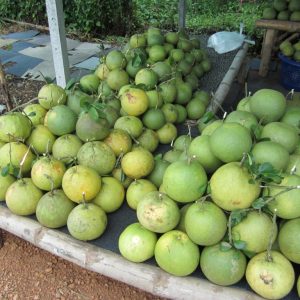 Pomelo pink flesh