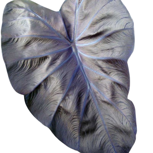 Colocasia Black Coral - Image 2