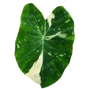 Colocasia Milky Way - Image 2
