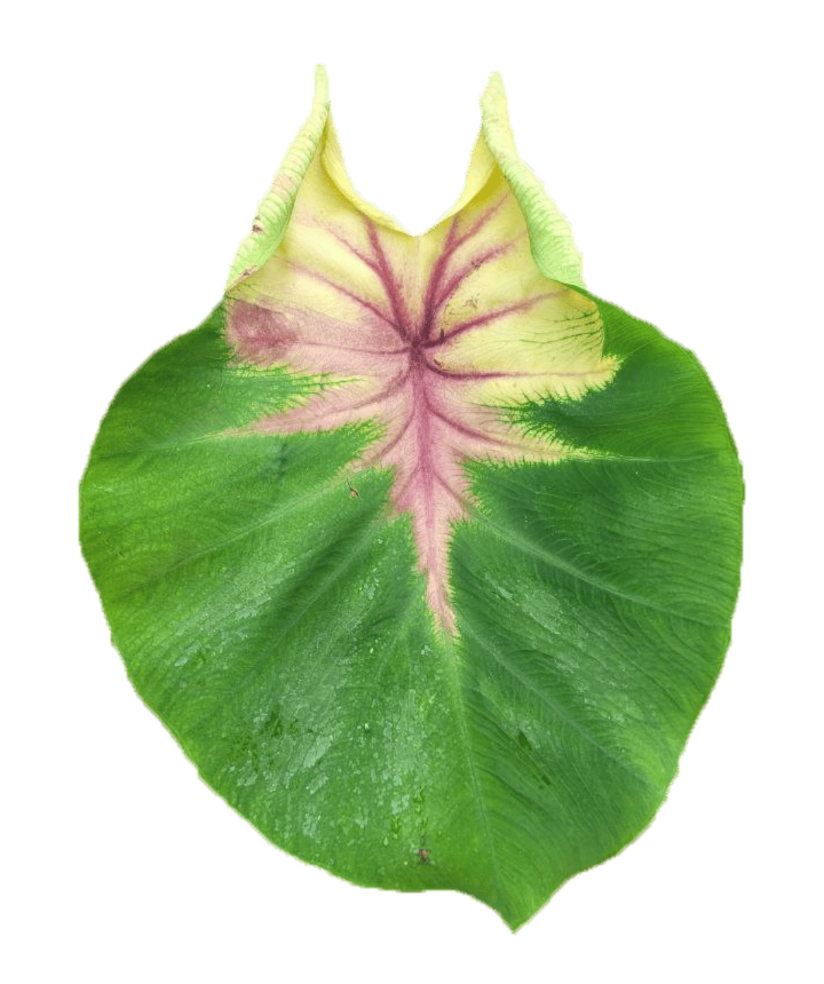 Colocasia pig tailed princess - Image 2