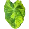 Colocasia Yellow Splash - Image 2