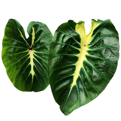 Colocasia Maui sunrise - Image 2