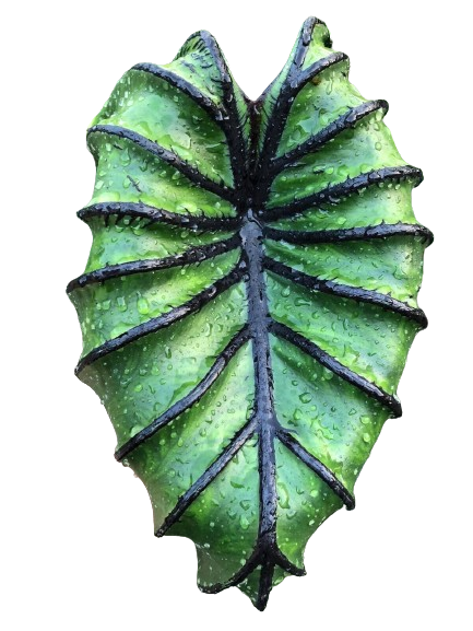 Colocasia Pharoh's Mask - Image 2