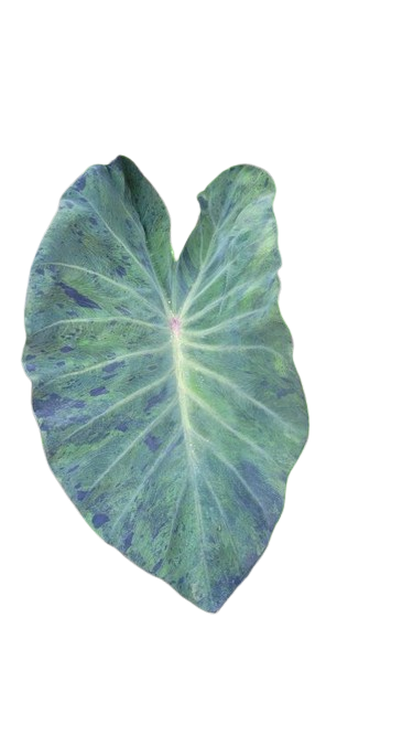 Colocasia black marble - Image 2