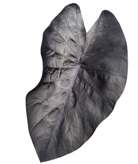 Colocasia Black Ripple - Image 2