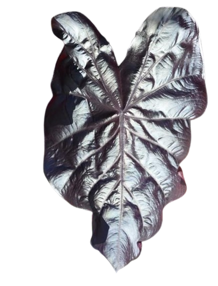 Colocasia electric blue - Image 2
