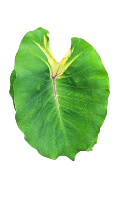 Colocasia queen of the phoenix - Image 2