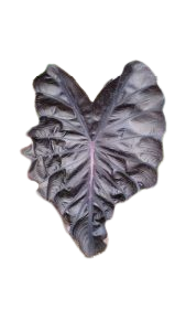 Colocasia red comet - Image 2