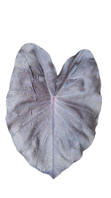 Colocasia secret - Image 2