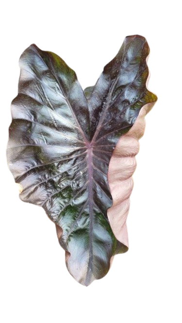 Colocasia star matrix - Image 2