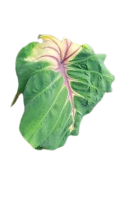Colocasia sunshine day - Image 2